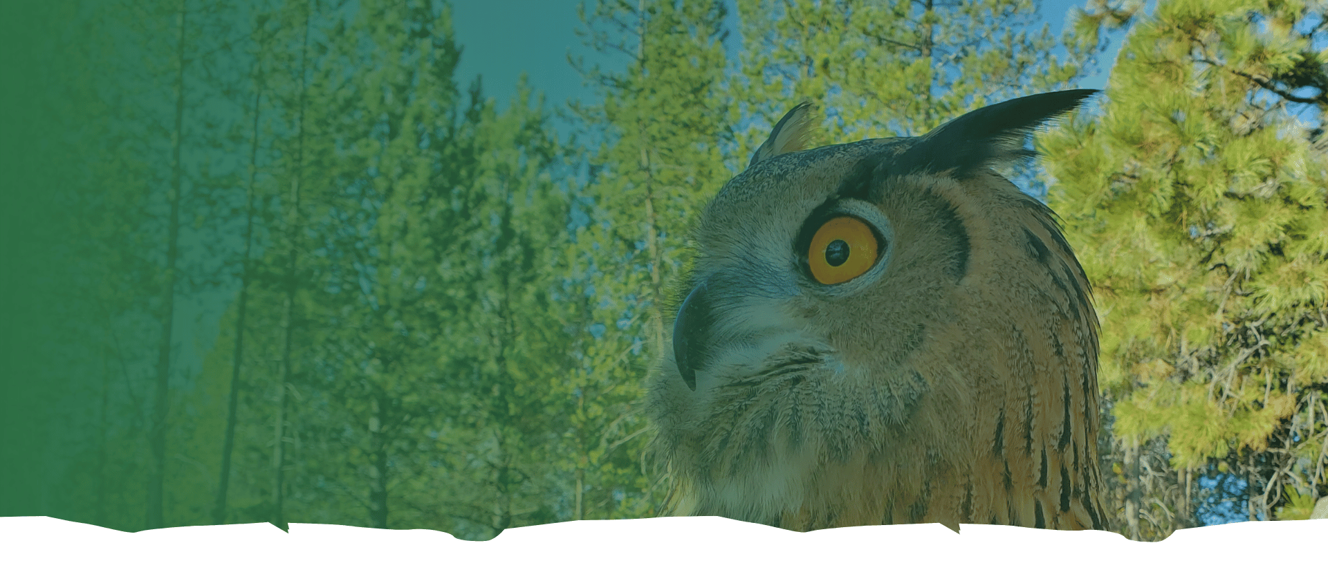 Eurasian Owl | Discover and Support Eagles — Sunriver Nature